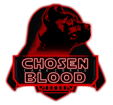 Chosen Blood Cane Corsos